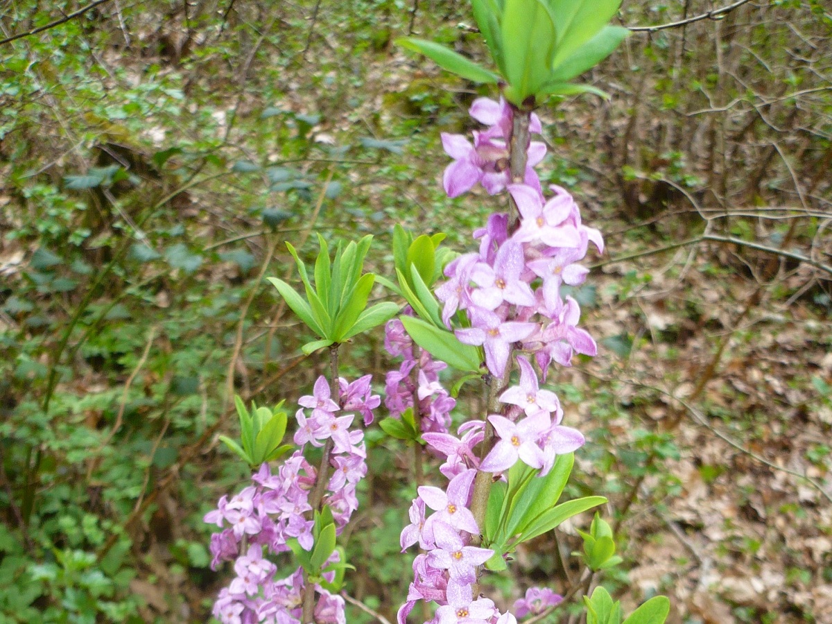 Daphne mezereum (Thymelaeaceae)